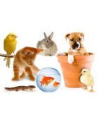 Pet accessories  the gifts for your dog, cat rabbit birds fish the pets gift store